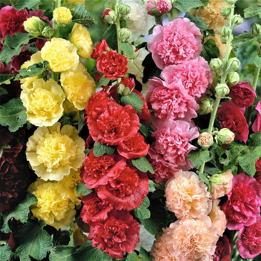 Last Day Sale - 50% OFF-🌸🌿Double Hollyhock Seeds