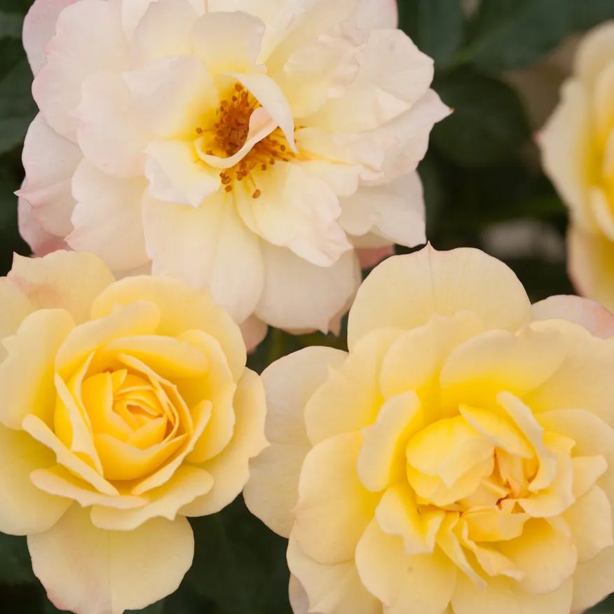 Italian Ice Rose Seeds