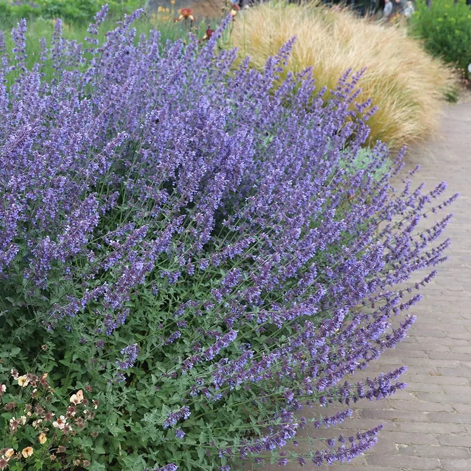 Catnip Seeds