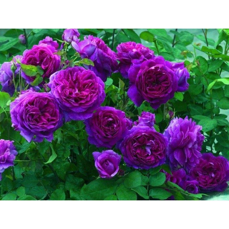 100pcs/Bag Climbing Rose Seeds