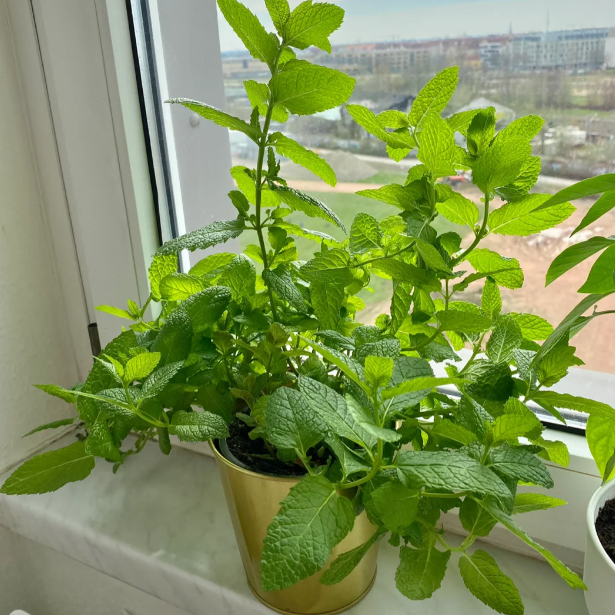 🍃The Latest Ornamental And Edible Mint Varieties