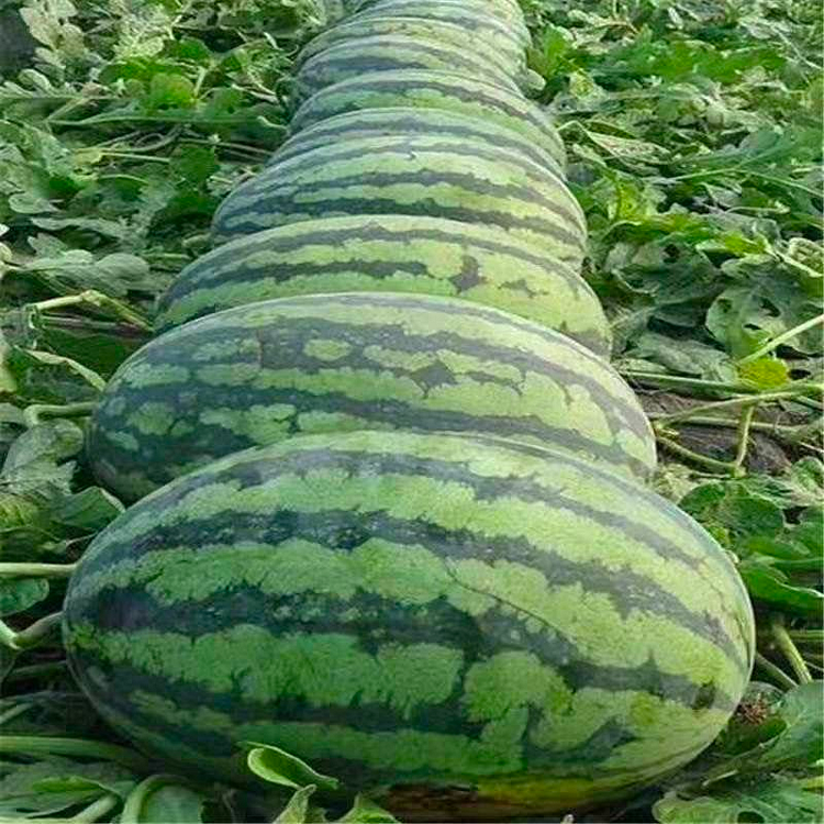 🍈Lazy Seedless Watermelon