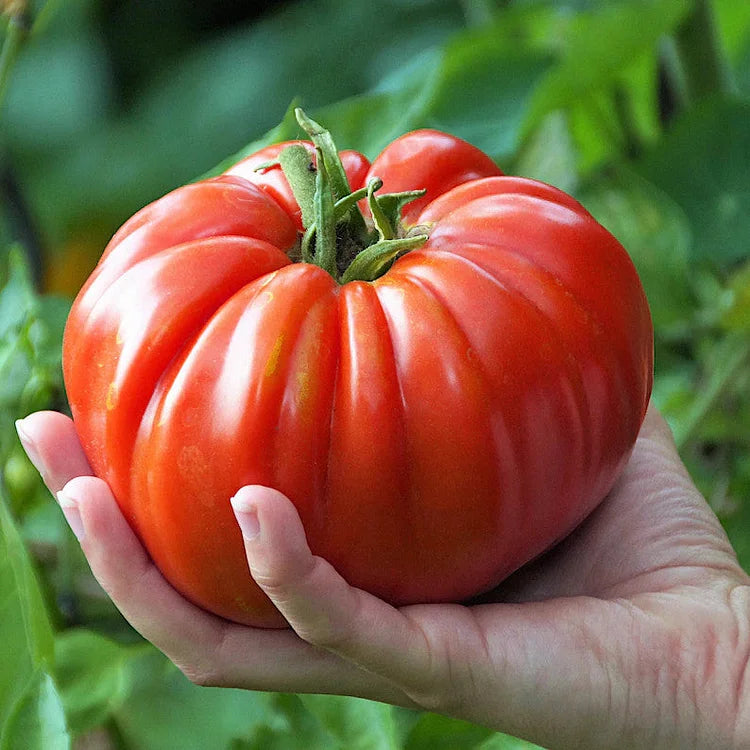 🎊Vegetable Steak🥩-Giant Beef Tomato Seeds🍅