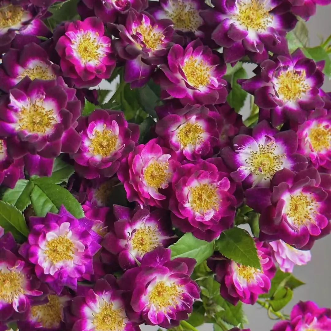 'Diamond Eye' Rose Seeds