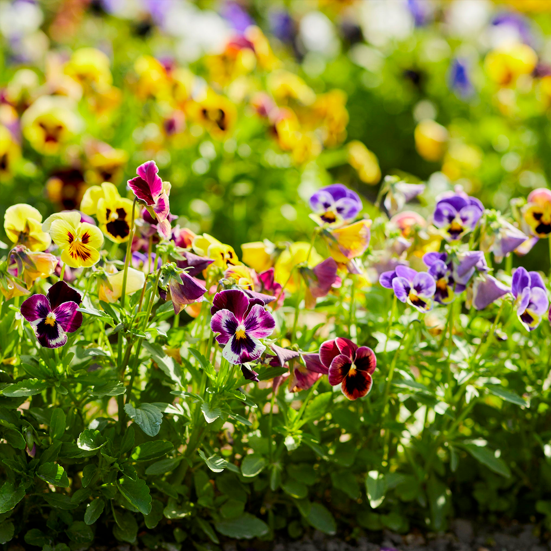 Pansy Seeds - Mix