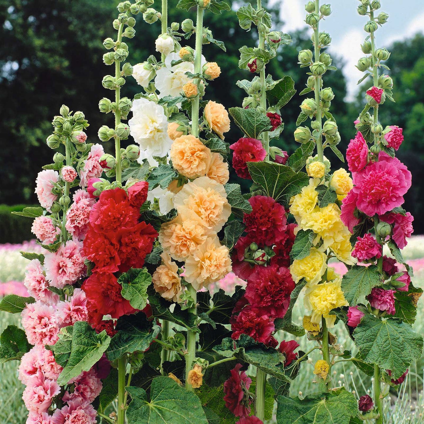 Last Day Sale - 50% OFF-🌸🌿Double Hollyhock Seeds
