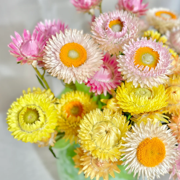 🌻Straw Chrysanthemum