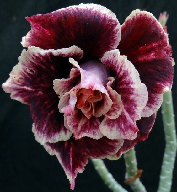 Adenium obesum Sugarism
