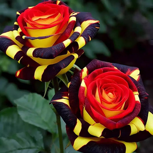 ❄️'Ice Fire Bird' Rose Seeds