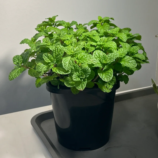 🍃The Latest Ornamental And Edible Mint Varieties