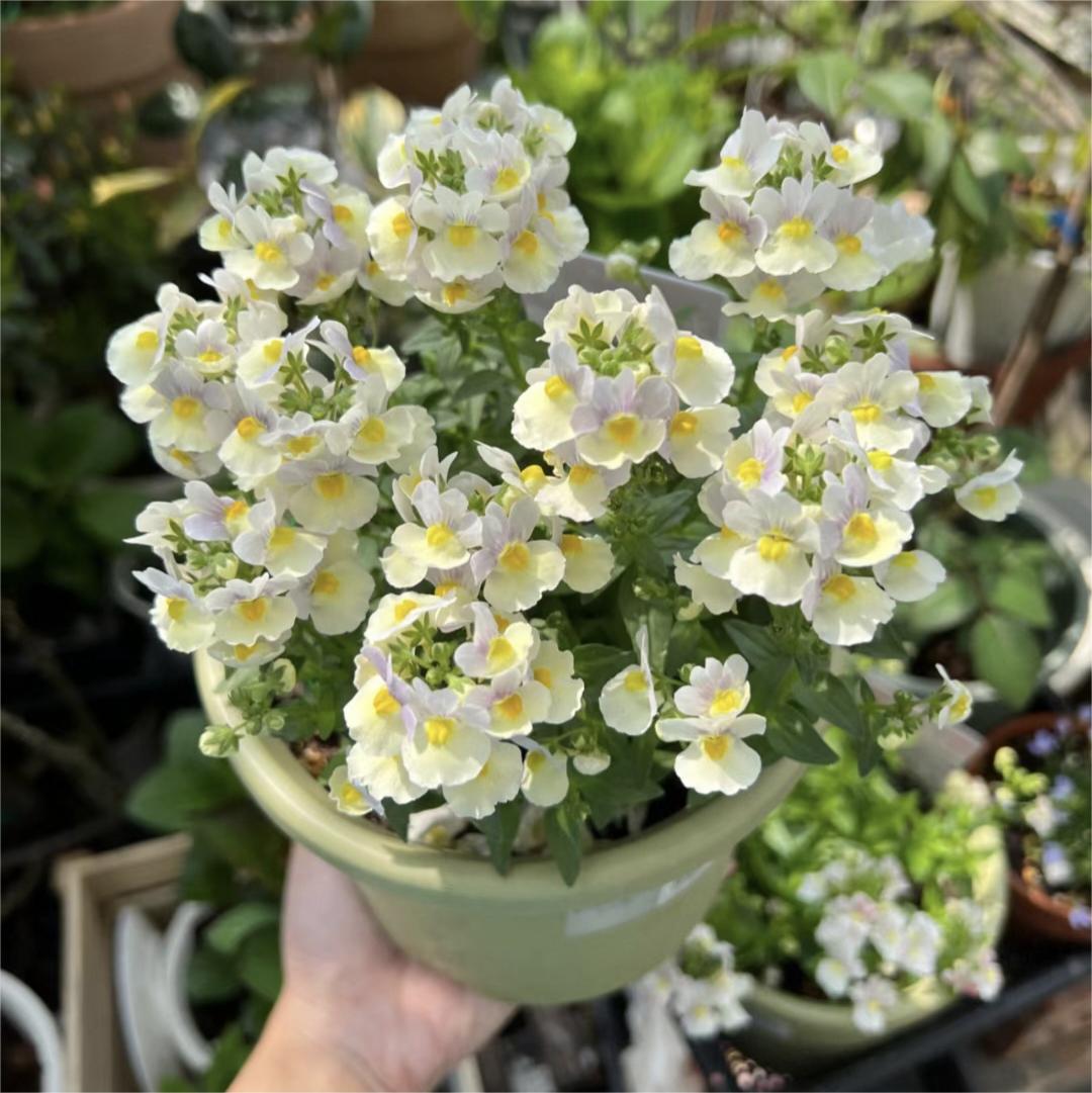 🌼Nemesia - Sincere Love