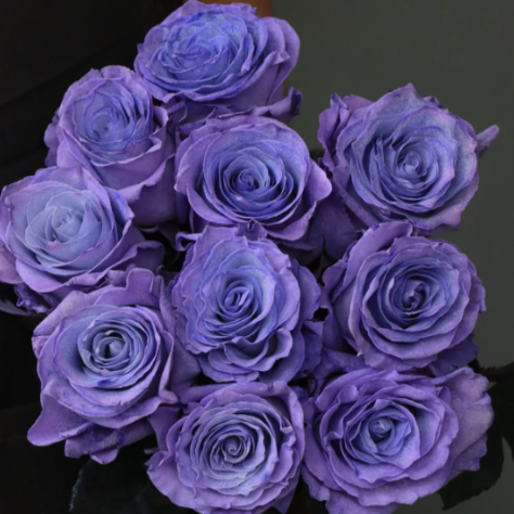 Lavender Roses Seeds