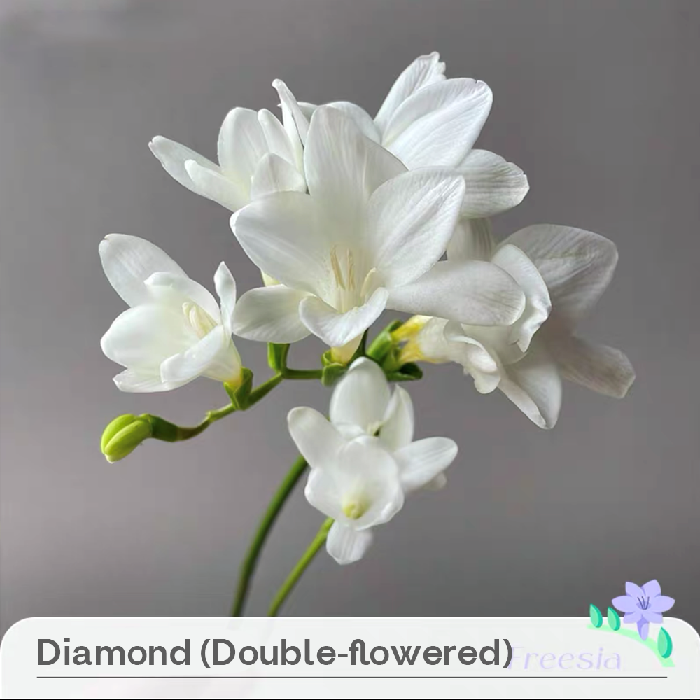 Freesia Bulbs --Comming Soon