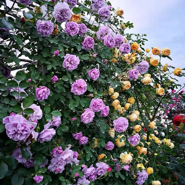 🌹Climbing Rose Seeds - Luck Rises