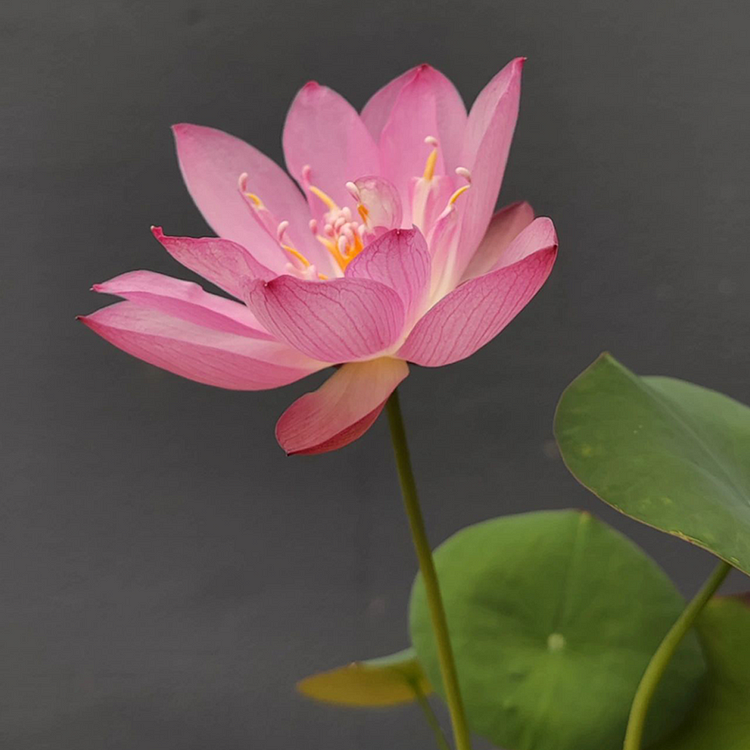🪷Bowl Lotus: Embracing Zen Through Blossoms