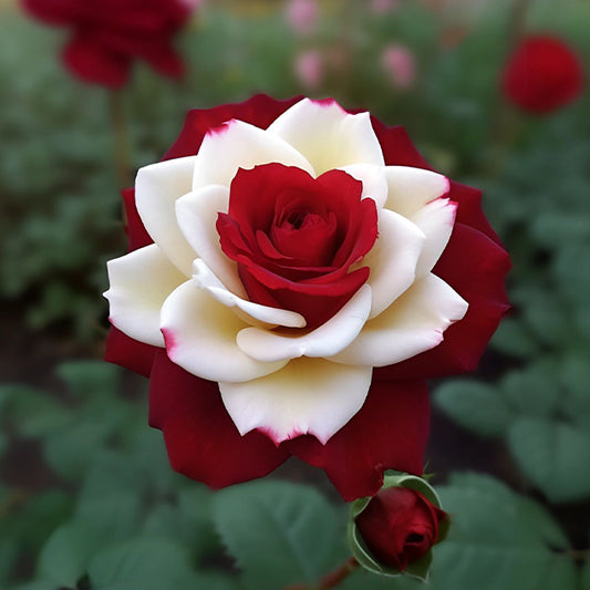 Twin Rose 'Kuila' Seeds