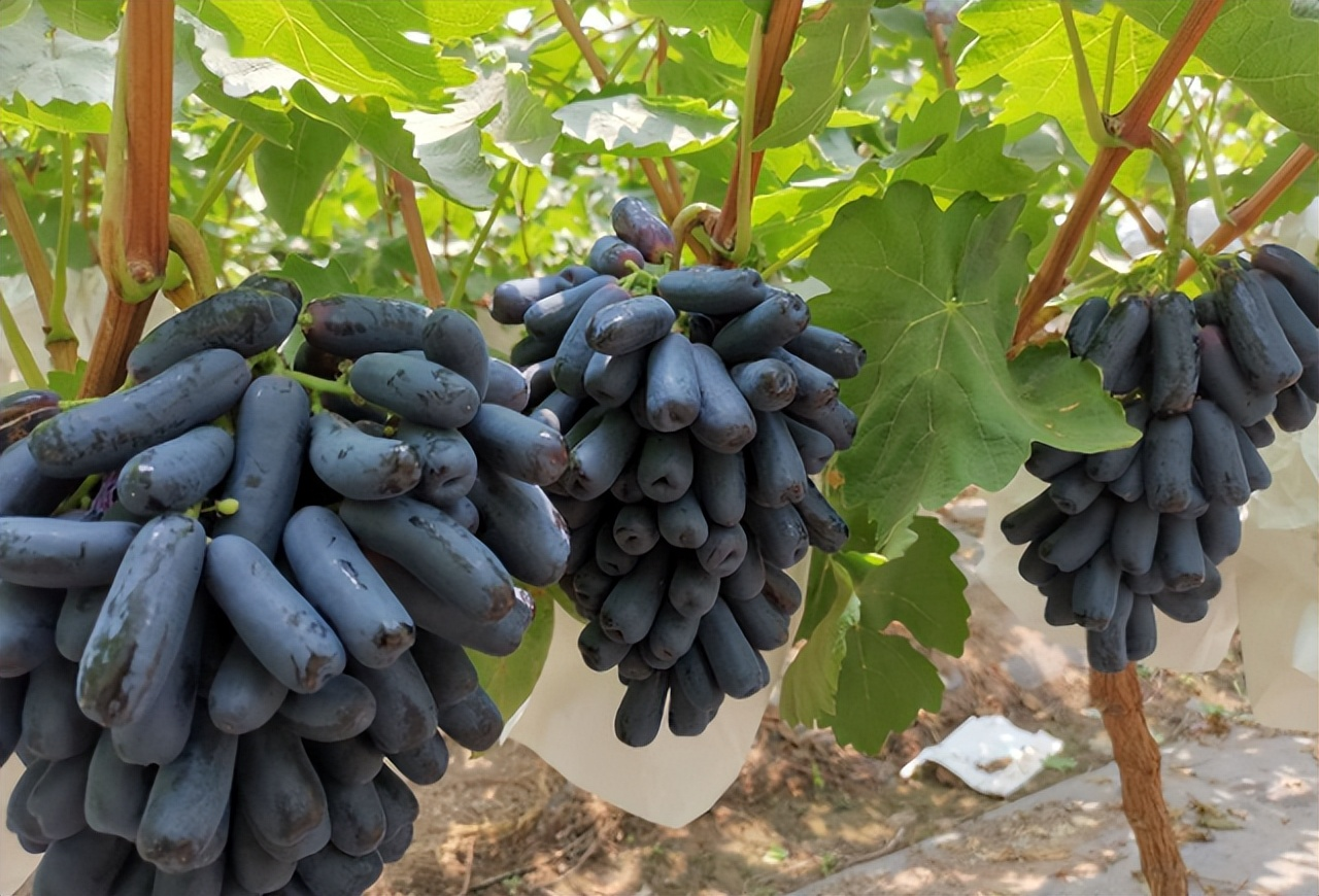 🔥Last Day 50% OFF- High-Quaility Sapphire Grapes Seeds- 98% Germination