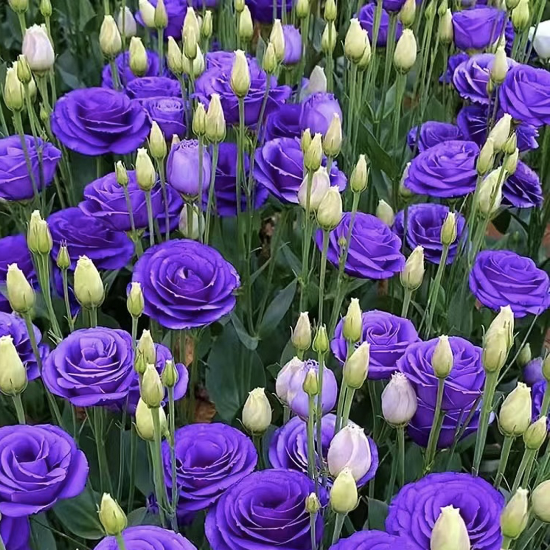 Lisianthus / Eustoma Grandiflorum Seeds