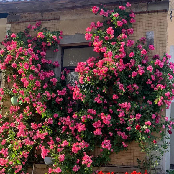🌹Climbing Rose Seeds - Luck Rises
