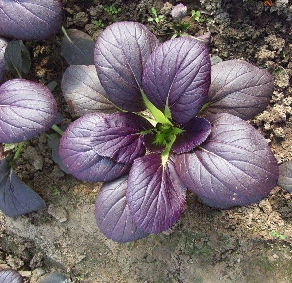 Purple Leaf Rape Seeds