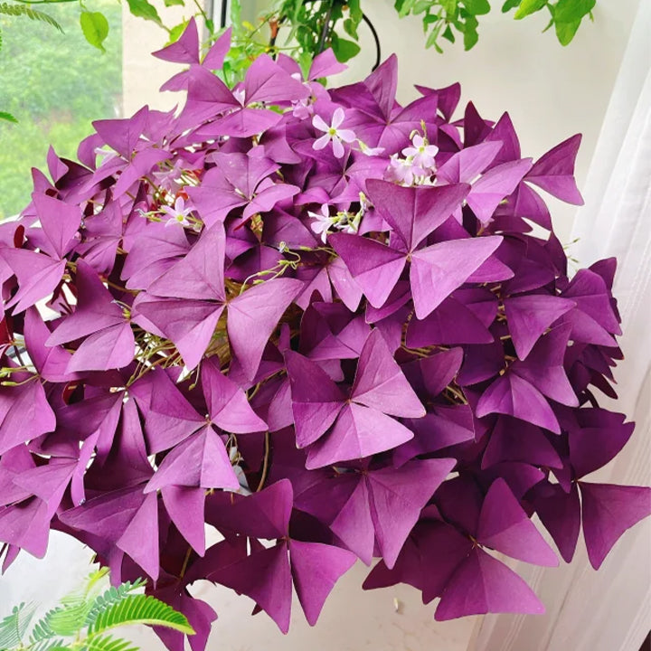 Oxalis Triangularis Purple Shamrock Good Luck Plant