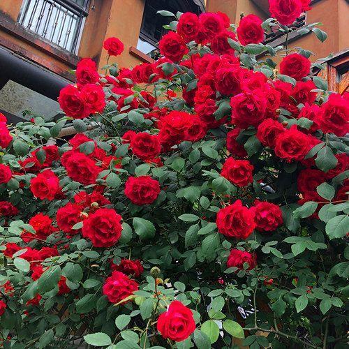 100pcs/Bag Climbing Rose Seeds