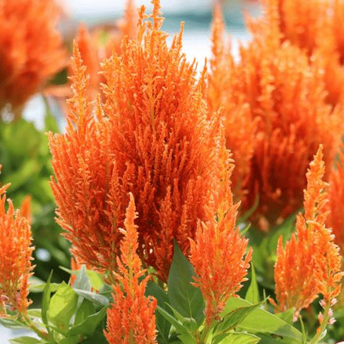 500 Pcs Plumed Castle Celosia Seeds