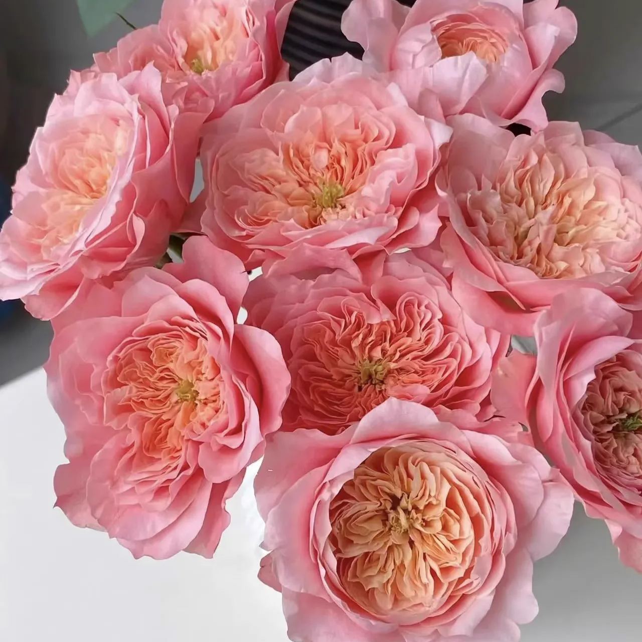 Mikoto Rose Seeds
