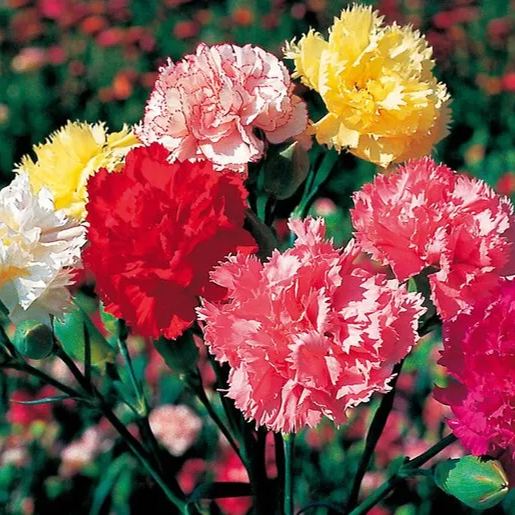 🌼Multi-Colored Carnation Seeds-Pure Love