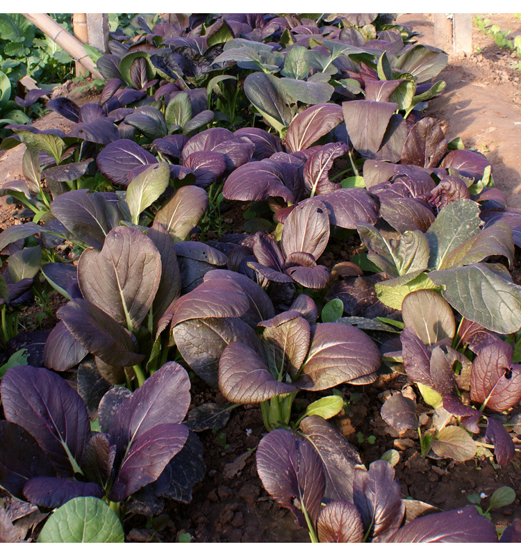 Purple Leaf Rape Seeds