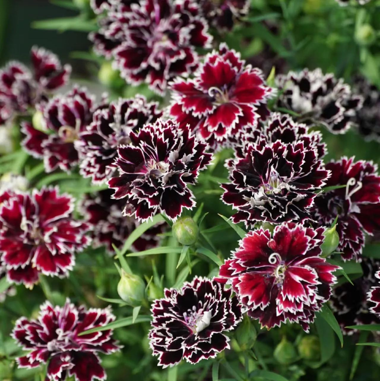 🌼Multi-Colored Carnation Seeds-Pure Love