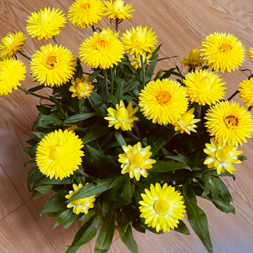 🌻Straw Chrysanthemum