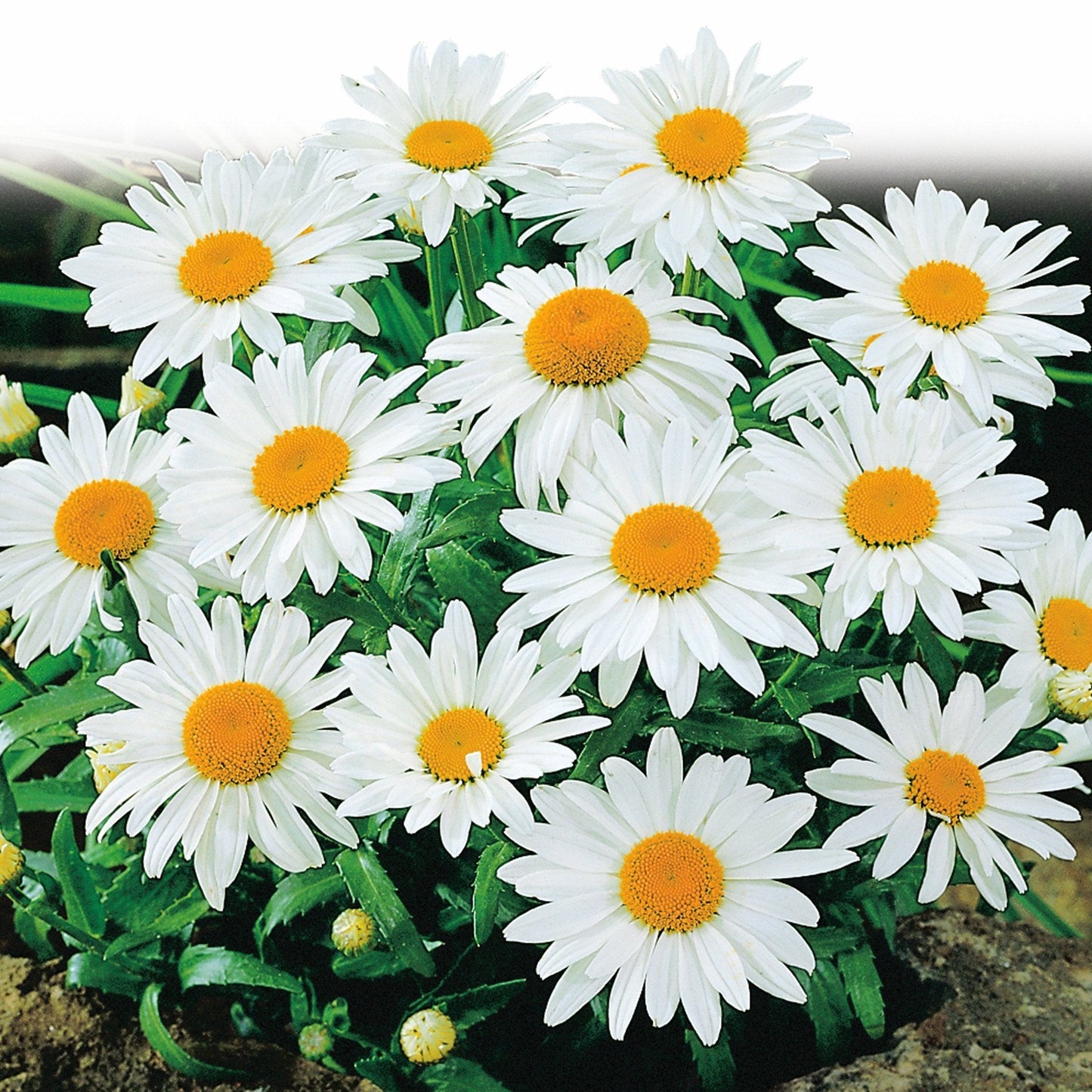 100 Pcs Shasta Daisy Seeds, Alaska