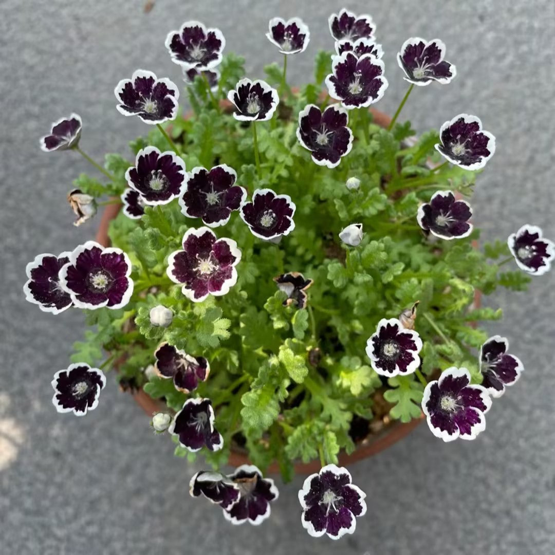 Nemophila-Baby Blue Eyes