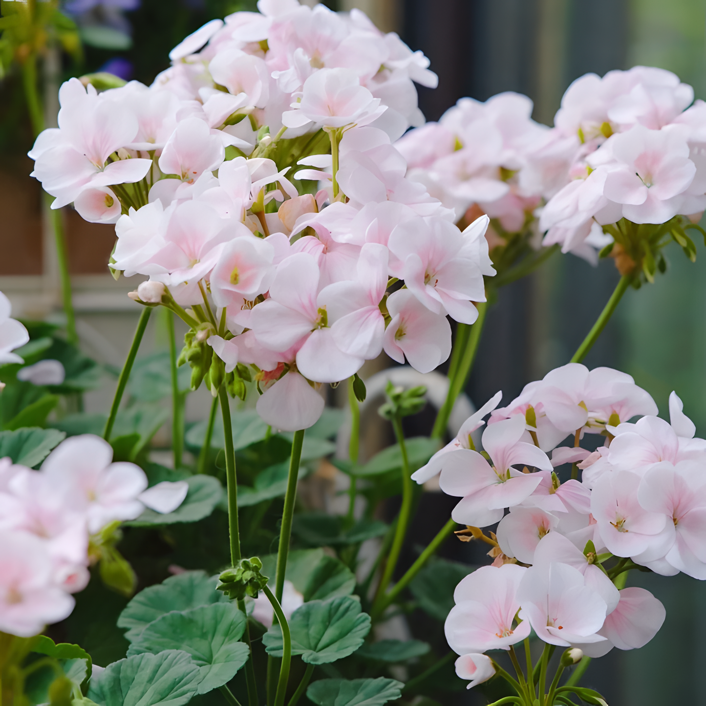 🌸Geranium - Happiness Is Around You