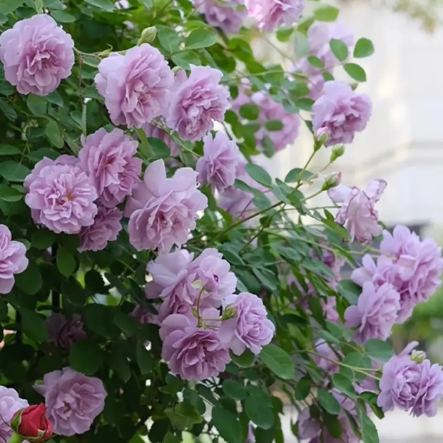 🌹Climbing Rose Seeds - Luck Rises
