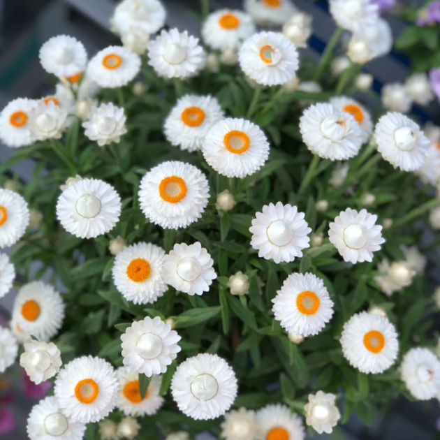 🌻Straw Chrysanthemum