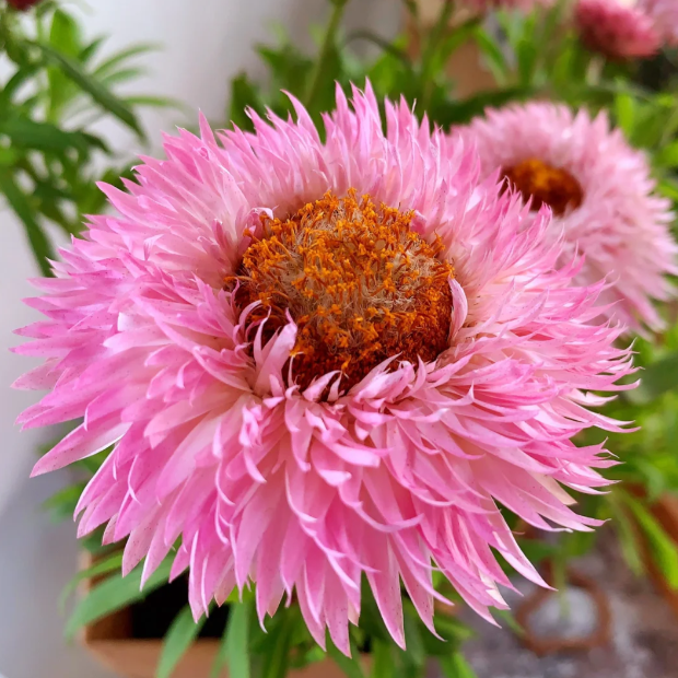 🌻Straw Chrysanthemum