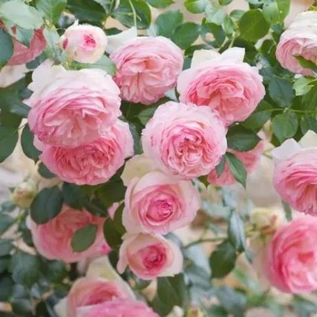 Pink Lonza Gemstone Seeds