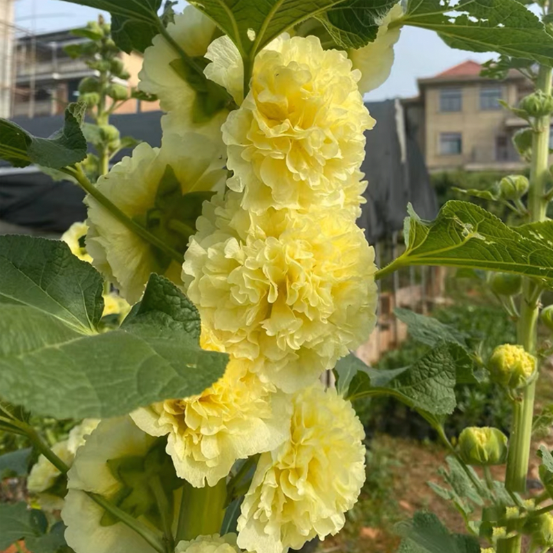 500 Pcs Double Hollyhock Seeds
