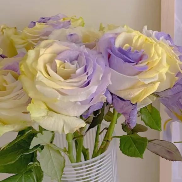'Two-Color Glazed' Rose Seeds