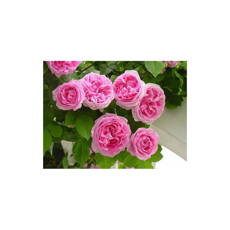 100pcs/Bag Climbing Rose Seeds