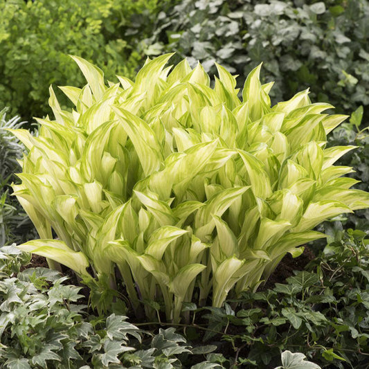 Rare White Hosta Plant Seeds - Kiwi Spearmint