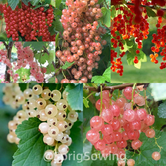 Multicolor Gooseberry Seeds
