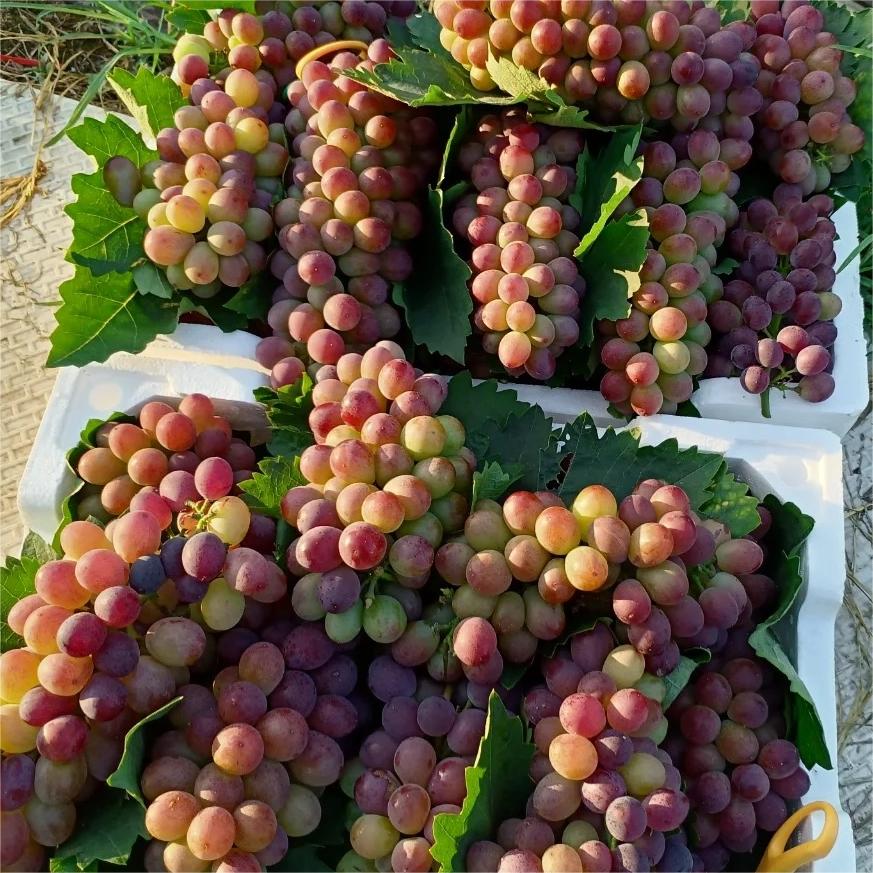 Midknight Beauty Grapes Seeds - Giant Rose (Rose scented)- 98% Germination🔥