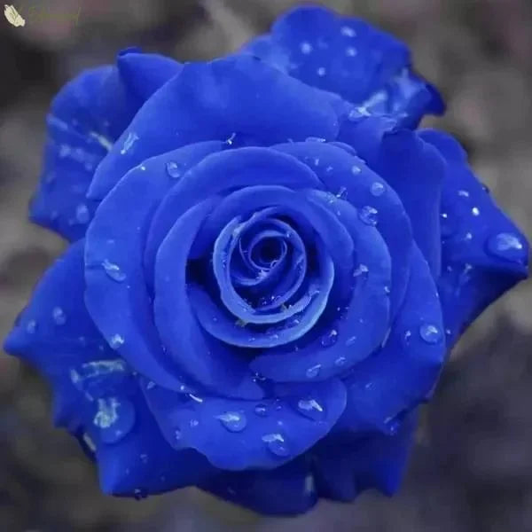 🌹 🌹Colorful Rose Seeds, 100Pcs/Pack