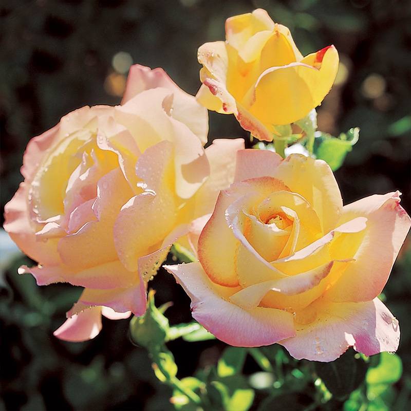 Rosa Peace (Hybrid Tea Rose) Seeds