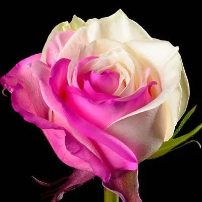 Fuchsia White Rose Seeds
