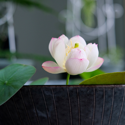 🪷Bowl Lotus: Embracing Zen Through Blossoms