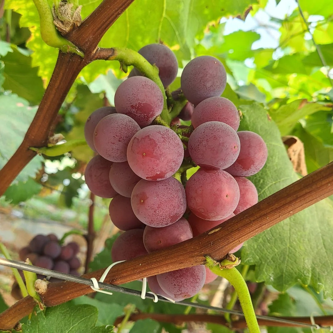Midknight Beauty Grapes Seeds - Giant Rose (Rose scented)- 98% Germination🔥